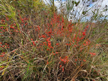 winterberry shrub